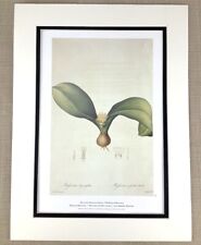 Vintage Botanical Print Flattened Massonia Lily Lilies Pierre Joseph Redoute, used for sale  Shipping to South Africa