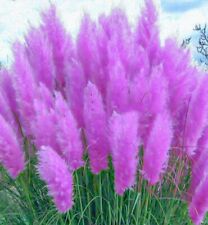 Pink pampas grass for sale  STRABANE
