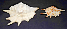 Natural spider conch for sale  Lugoff