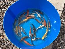 Koi carp inches for sale  CREWE