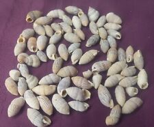 snail shells for sale  Shipping to Ireland