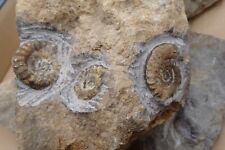 Konvolut fossilien ammonit gebraucht kaufen  Hedelfgn.,-Obertürkh.