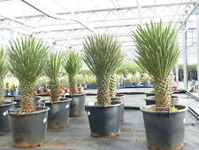 Yucca filifera 100 gebraucht kaufen  Goch