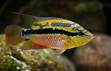 Trichromis salvini rio for sale  Oroville