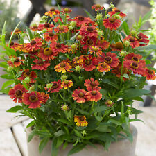 Helenium Strawberry Sundae | Deciduous Flowering Outdoor Perennial 9cm Pot for sale  UK