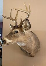 mounted deer heads for sale  Vesper