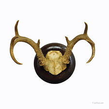 White Tailed Deer Trophy Mount on Wooden Plaque ca. 1900s for sale  Shipping to South Africa