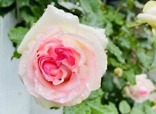 Pink rose eden for sale  Cheshire