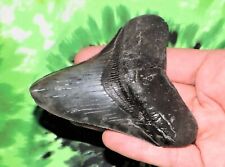 Inch real megalodon for sale  Miami