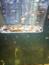 fish livebearing for sale  Tulare