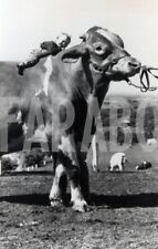 Vintage australia mucca usato  Roma