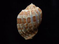 Sea Shells Harpa major kamamurai 66mm ID#3753C for sale  Shipping to South Africa