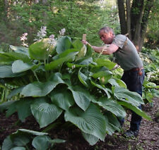 Hosta empress large for sale  Oak Creek