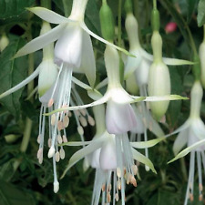 Hardy fuchsia hawkshead for sale  BELLSHILL