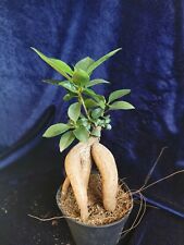 Ficus ginseng bonsai for sale  BRISTOL