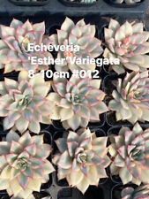 Echeveria esther variegated for sale  Ireland