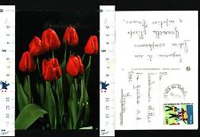 tulipani rossi usato  Italia
