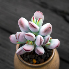 Live succulents plants for sale  Fallbrook