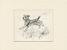 Lakeland terrier lovely for sale  COLEFORD
