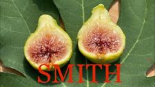 Smith fig tree for sale  Moscow