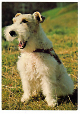 Cartolina cane ritratto usato  Spedire a Italy