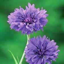 Cornflower tall blue for sale  READING