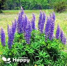 Flower blue lupine for sale  Shipping to Ireland