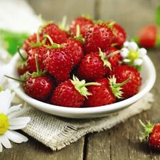 Woodland strawberry seeds for sale  IPSWICH