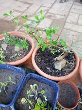 ulivo bonsai usato  Alghero