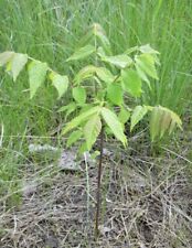 Black walnut sapling for sale  EXETER