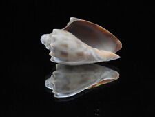 Sea shell Cymbiola nivosa 55mm ID#6408 for sale  Shipping to South Africa