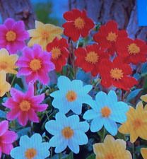 patio flower pots for sale  SOUTHAMPTON