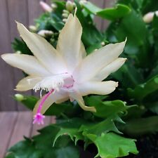 Christmas cactus thanksgiving for sale  LEICESTER