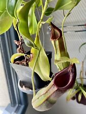 Nepenthes spathulata mother d'occasion  Tours-