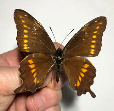 Papilionidae BATTUS ZETIDES ***** RAR male Nr. 1 ****Dominican Republic for sale  Shipping to South Africa