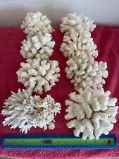 Dry coral natural for sale  Glendale
