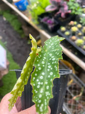 begonia wing angel for sale  Crosby
