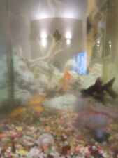 Starter fish tank for sale  MANSFIELD