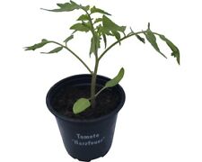 Tomaten pflanzen jungpflanzen gebraucht kaufen  Bützow