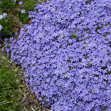 Violet pinwheel phlox for sale  Ravensdale