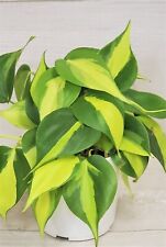 Philodendron brazil philodendr for sale  Reseda