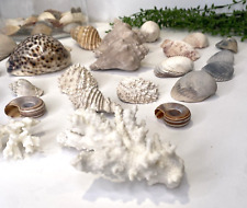 Large sea shells for sale  Cedar Rapids