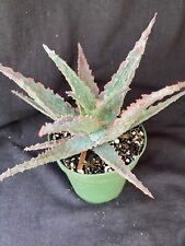 Aloe piranha aloe for sale  Hallandale