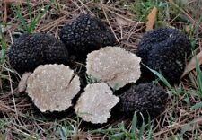 20 gramas - Tuber melanosporum, cogumelo trufa preta micélio seco piemontês comprar usado  Enviando para Brazil