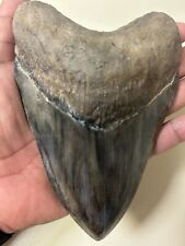 Megalodon sharks tooth for sale  Fort Wayne