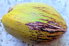 Florida green coconut for sale  Tarpon Springs