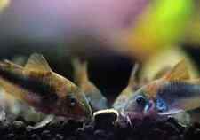 Bronze cory corydoras for sale  SOUTH CROYDON