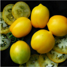 Pomodoro giallo prugna usato  Trappeto