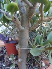 Old jade tree for sale  Shipping to Ireland