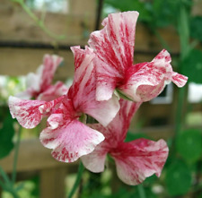 America sweet pea for sale  FERRYHILL